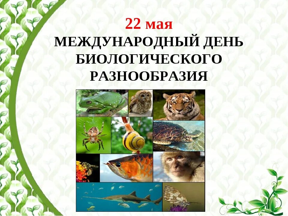Биологическое разнообразие 5 класс. День биологического разнообразия. 22 Мая Международный день биологического разнообразия. Сохранение биоразнообразия. Международный день биоразнообразия.