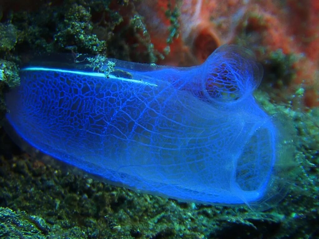 Образ жизни асцидии. Оболочники асцидии. морские асцидии. асцидия пурпурная. асцидия индийский океан.