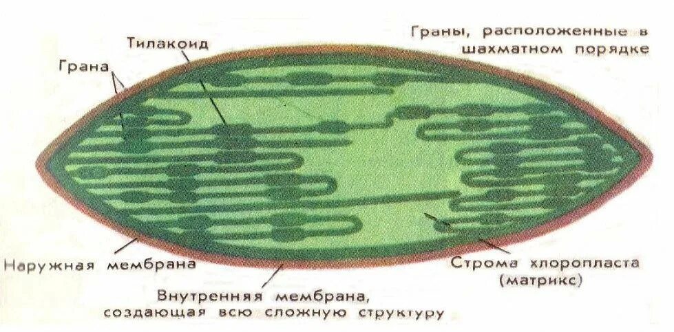 Хлоропласты эукариотической клетки. Тилакоид Грана Строма. Строение тилакоиды хлоропластов. Строение хлоропласта Строма. Пластиды хлоропласты рисунок.