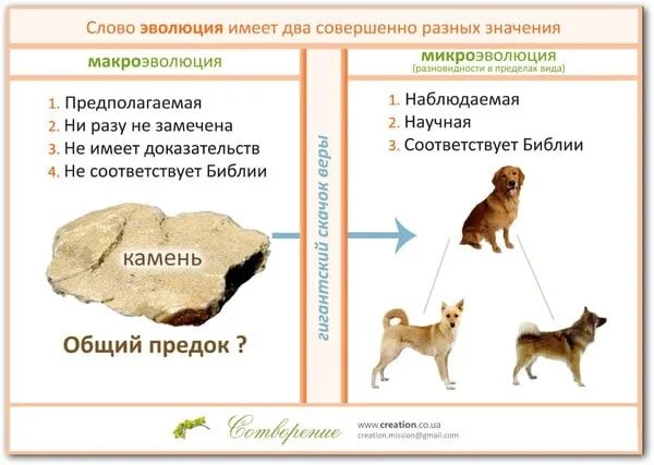 Микроэволюция в каких группах организмов. Микроэволюция примеры. Микроэволюция и Макроэволюция. Понятие о макро и микроэволюции. Примеры макро ЭВОЛЮЦИЙ.