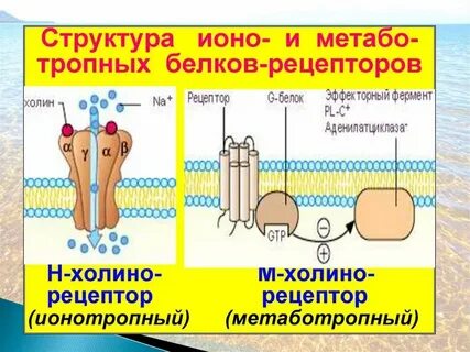 Примеры рецепторов