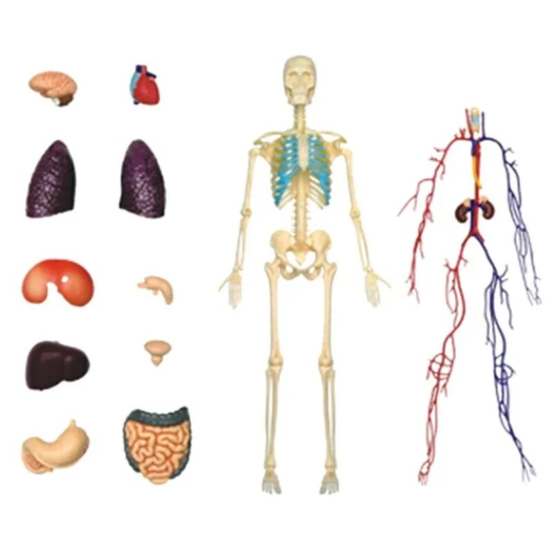 Модель органов человека. Анатомическая модель для детей строение тела человека. Макет тела человека с органами. Внутренние органы человека для детей. Модель тела человека с органами для детей.