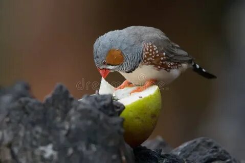 Кто ест грушу
