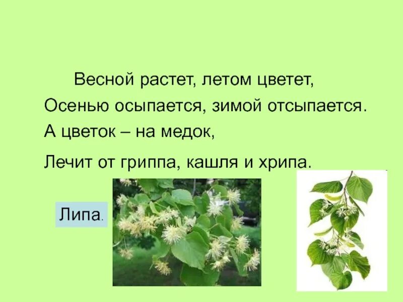 Песня это всё цветочки у меня в садочке. Абрикос дерево весной. Как растут дети. Медок цветы. Этой весной вырасти.