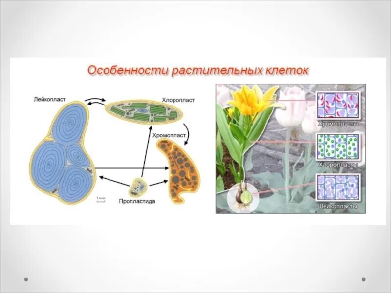 Особенности растительной клетки. Лейкопласты в растительной клетке. Особенности морфологии растительной клетки. Растение из клеток. Детерминация клеток