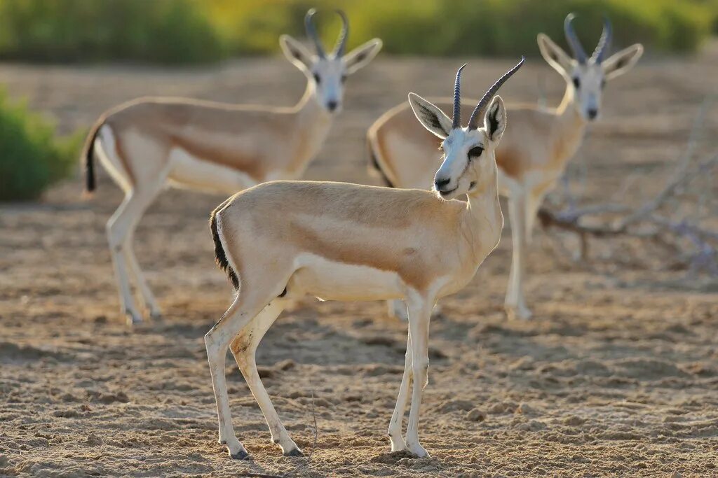 Жануарлар мен. Туркменский джейран. gazella subgutturosa. калмыцкий джейран. джейраном заблею.