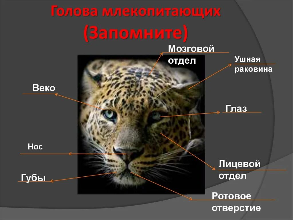 Млекопитающие 8 класс биология кратко. Класс млекопитающие. Млекопитающие презентация. Класс млекопитающие или звери 7 класс. Млекопитающие биология.