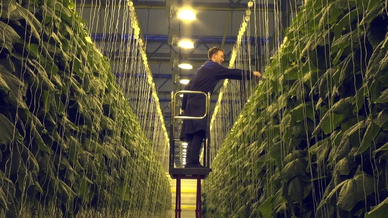 Совхоз молодежный. Совхоз молодежный кириши. тепличный южно-сахалинск вакансии. кириши совхоз &quot; молодëжный&quot;фото.