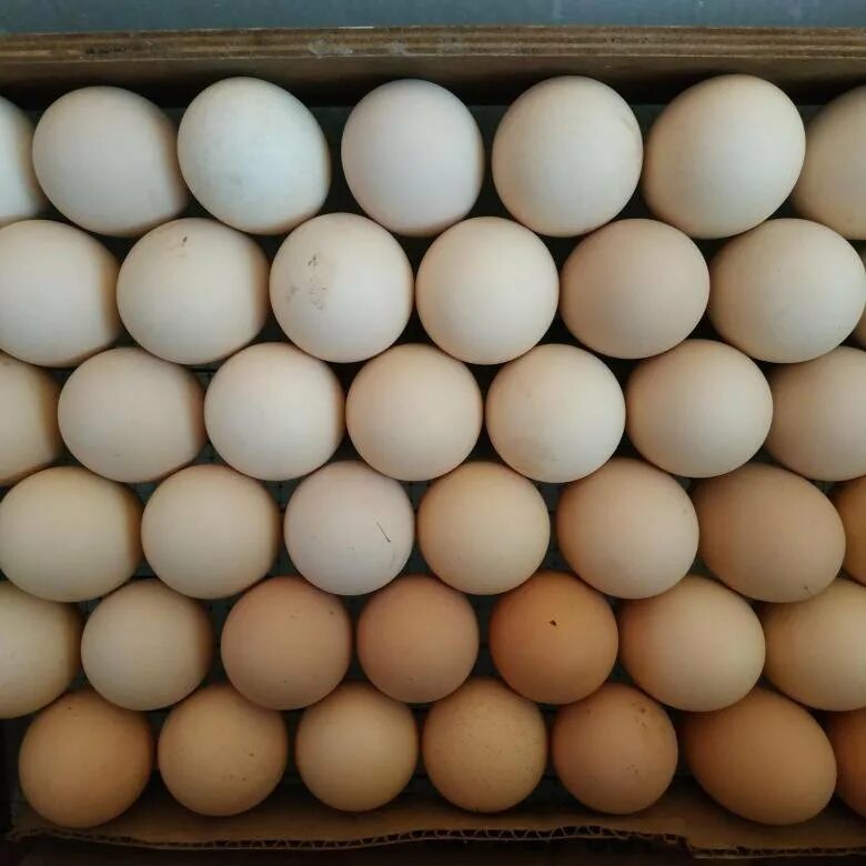 Яйца Брама. Инкубационное яйцо. Брама цвет яиц.
