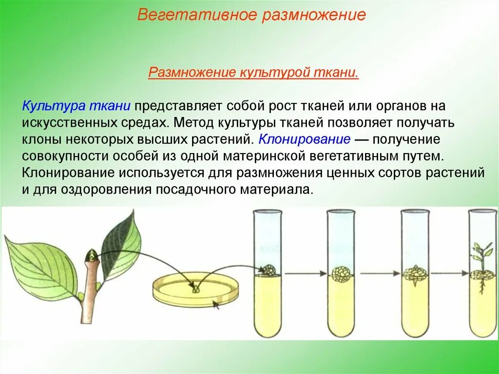 Этапы микроклонального размножения растений. Методы микроклонального размножения растений. Технология клонального микроразмножения растений. Стадии микроклонального размножения растений. Схема микроклонального размножения растений.