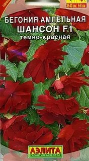 Бегония шансон
