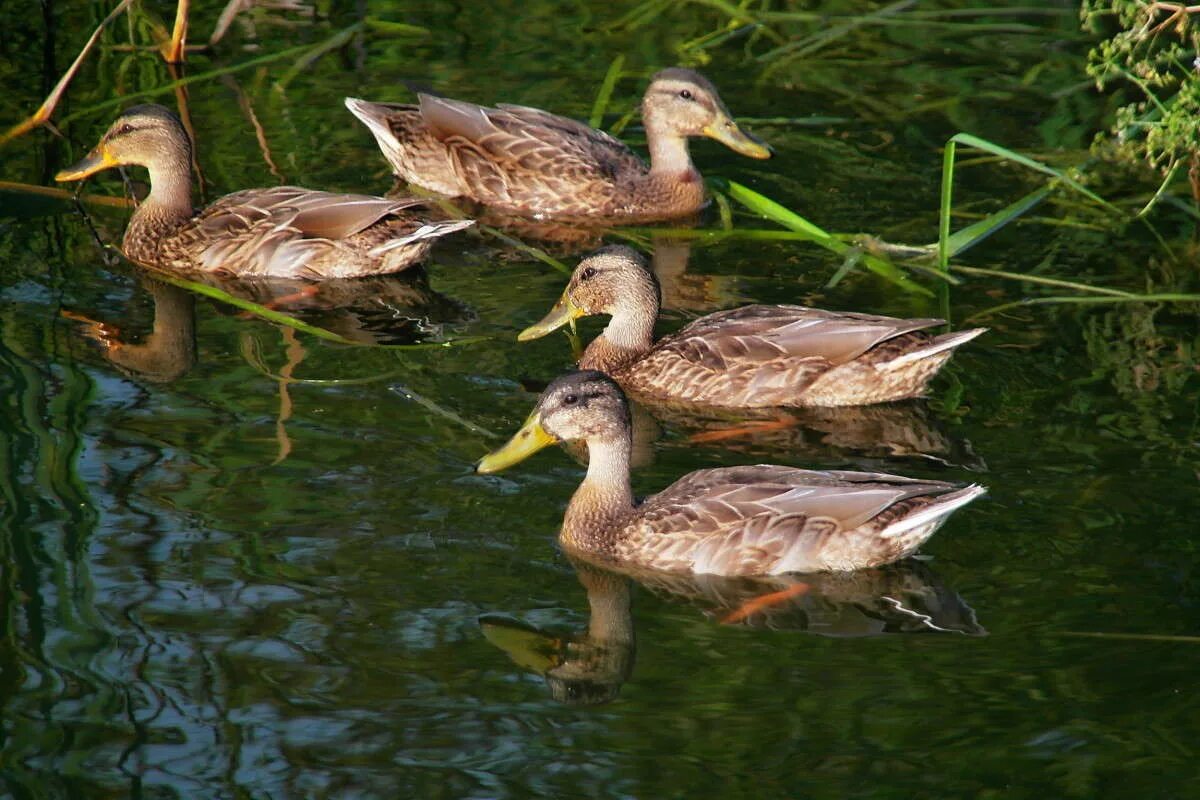 игрушка babygo заводная утка. уточки из стекла. утка на камне. уток 13. статуэтка "утка".