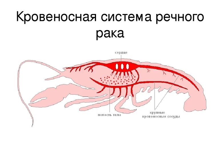 Кровообращение червей. Строение кровеносной системы ракообразных. Кровеносная система креветки схема. Выделительная система и кровеносная система ракообразных:. Кровеносная система ракообразных схема.