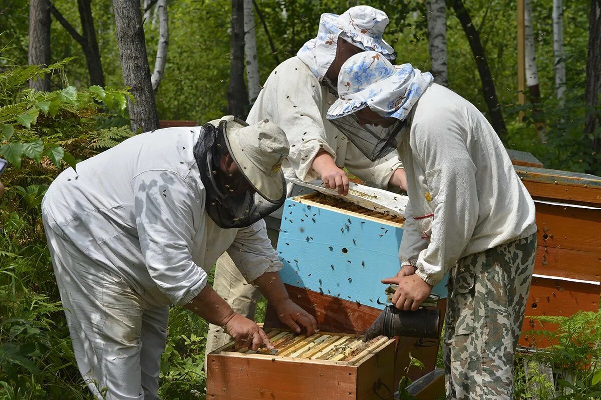 Пчеловодство в Амурской области. , Картофель, Пчеловодство.. Архаринский мед. Село пасечники. Пчела уток