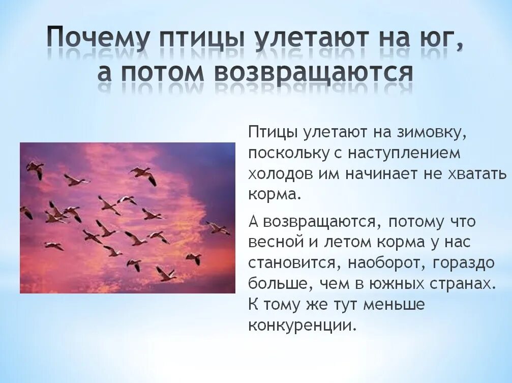 Почему птицы улетают в теплые края. Попочему птицы улетают на Юг?. Почему птицы улетают на Юг. Почему улетают перелетные птицы.