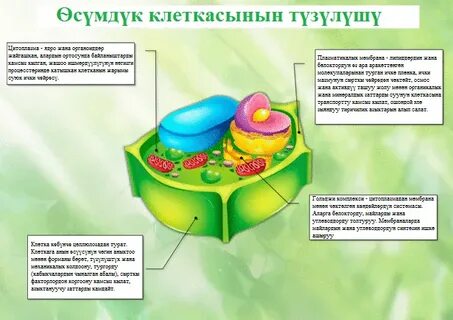 Жүк көлігі жүргізушісінің көліктегі секс видеосы
