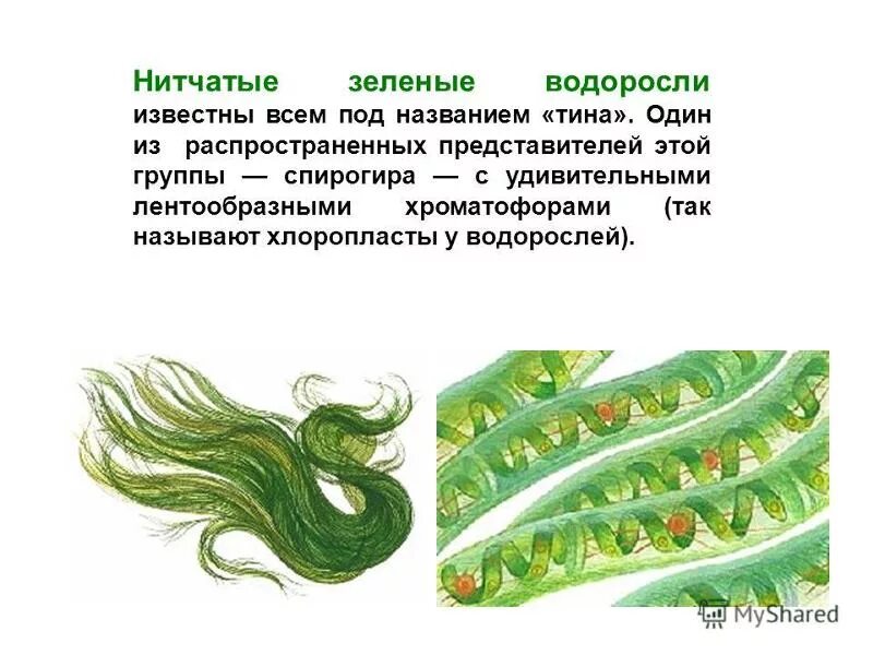 Нитчатая водоросль спирогира. Нитчатые зеленые водоросли. Зеленые водоросли спирогира. Нитчатые водоросли названия. Тиной называют