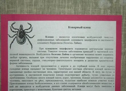 Таежный клещ является возбудителем энцефалита