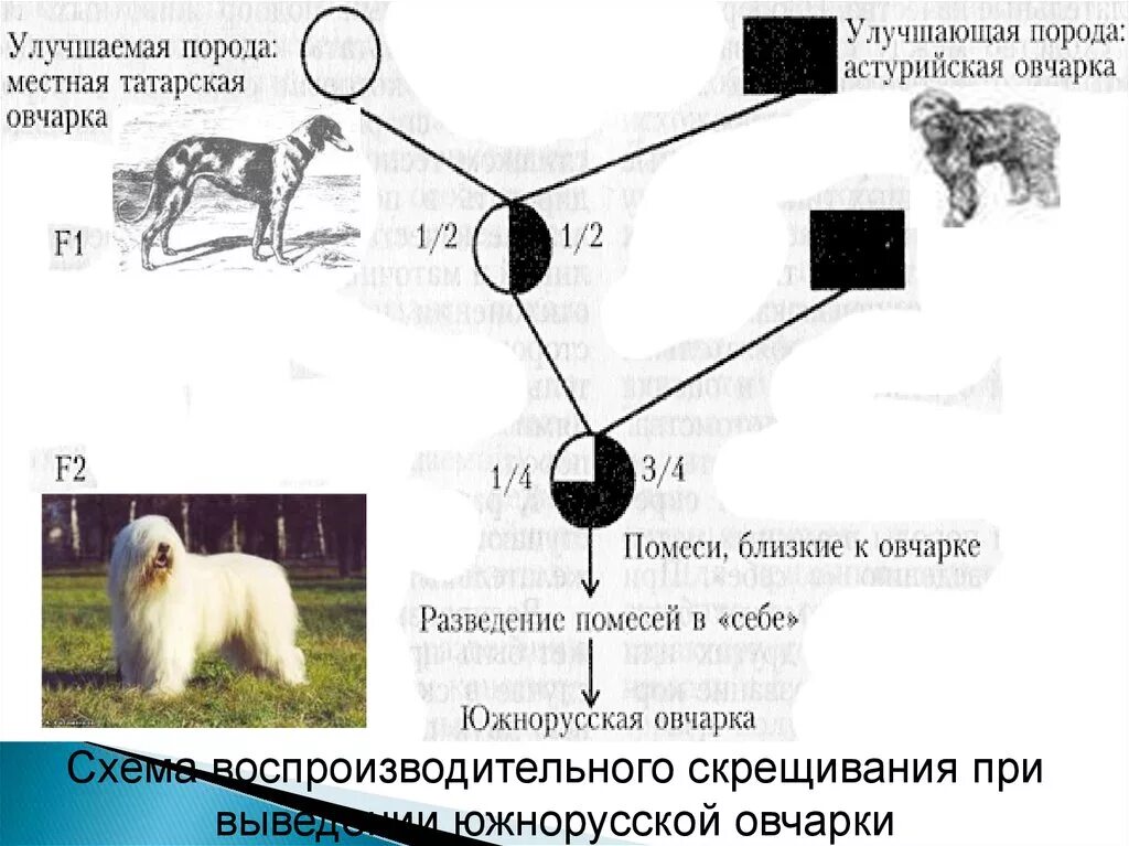 Скрещивание породистых. Воспроизводительное скрещивание собак. Переменное скрещивание собак схема. Схема воспроизводительного скрещивания. Схема вводного скрещивания.