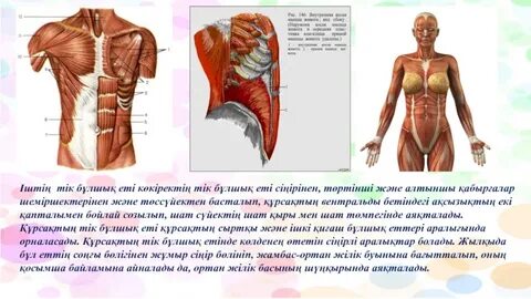 қыздар жалаңаш есектер