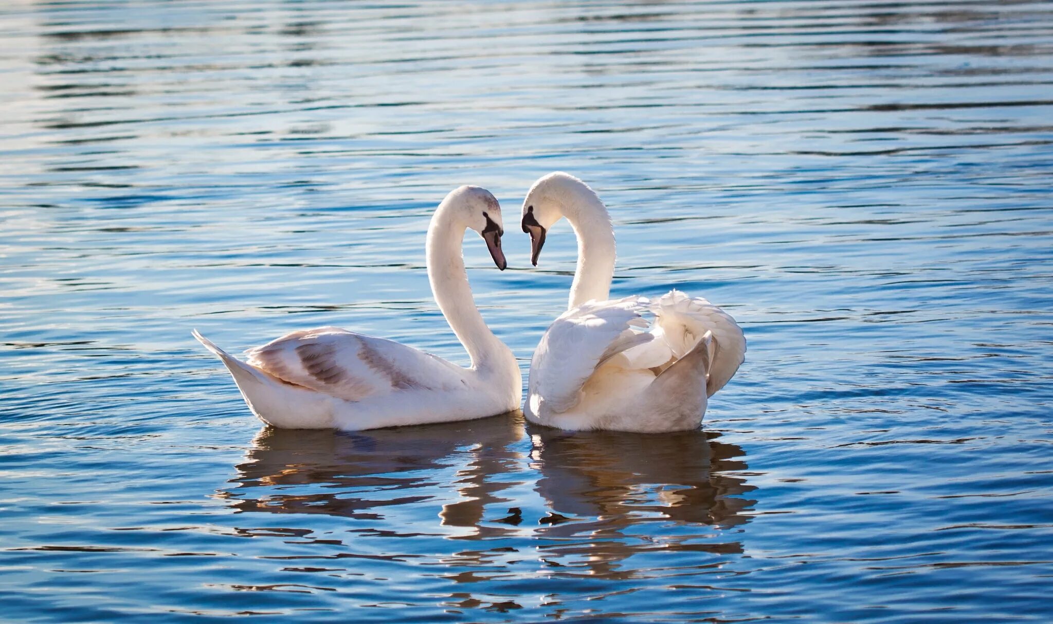 Два лебедя. Пара лебедей. Лебедь на воде. Лебеди на озере. Красивые озера лебеди
