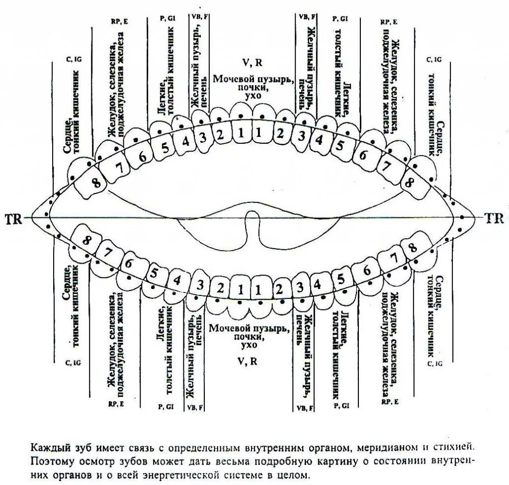 Связь зубов с органами. Схему взаимосвязи зубов и органов. Зубы проекция внутренних органов. Связь зубов и внутренних органов схема. Связь органов нижняя шестерка зубов.