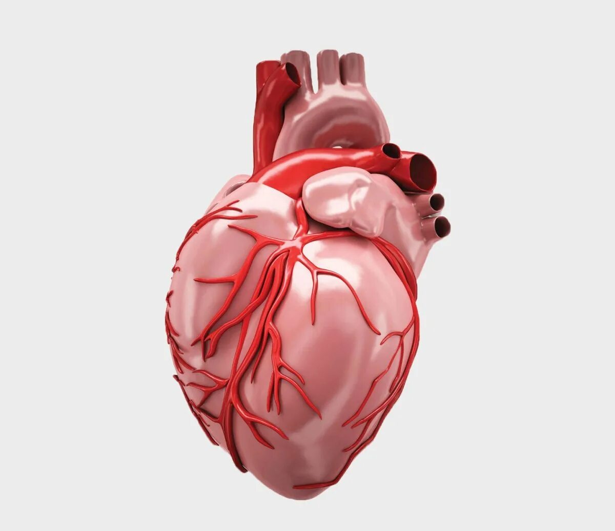 Мс сердца. Сердце анатомия.
