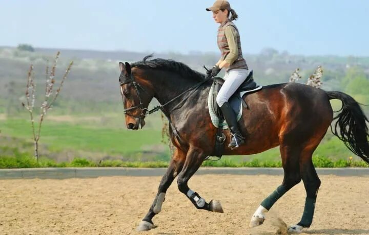 Подготовку и сбережение лошадей. Человек на лошади. Изучение лошади. Дрессированные лошадки. Как управлять лошадью без уздечки.