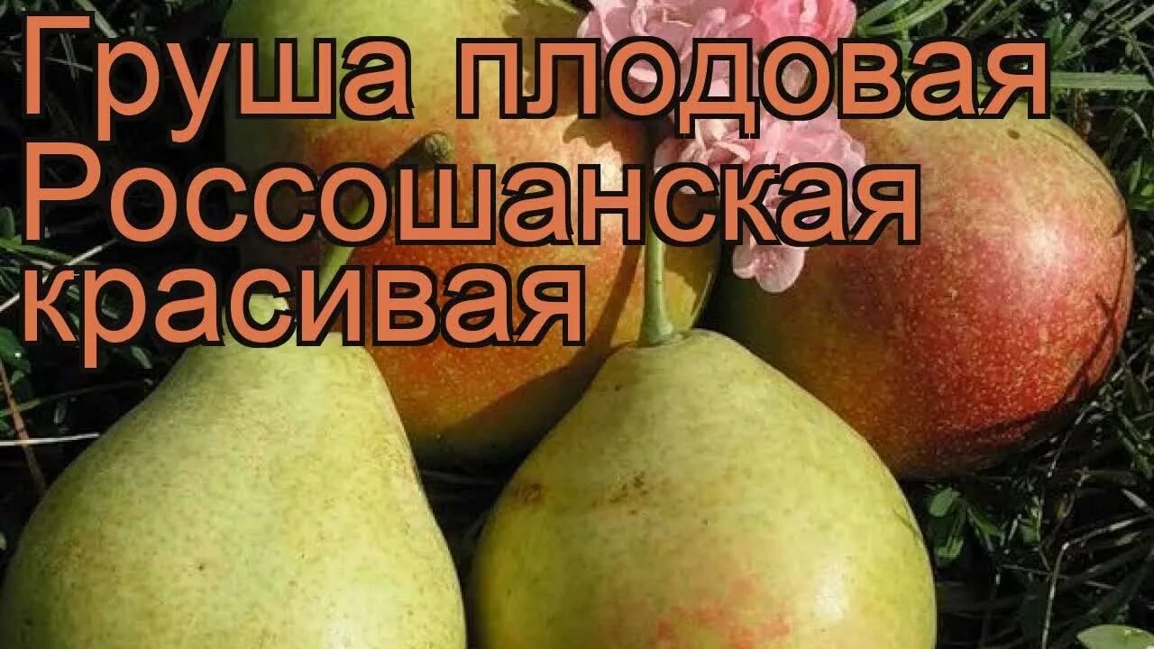 Груша десертная описание сорта фото. Груша сорт Россошанская поздняя. Груша десертная Россошанская. Груша Россошанская красавица. Груша, сорт февральский сувенир.