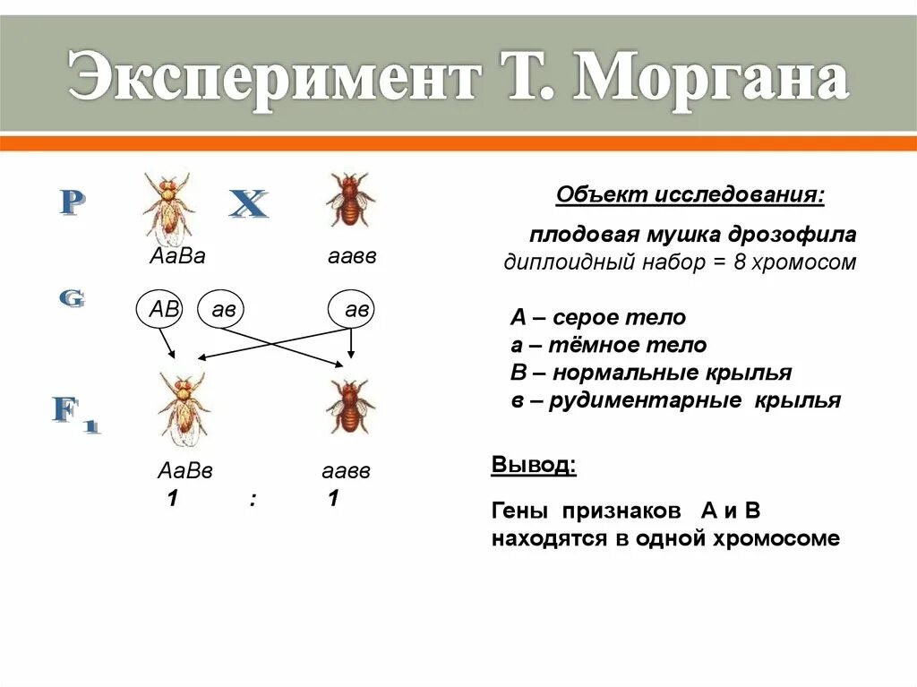 Опыт с мухой. Опыты Томаса Моргана с дрозофилами. Сцепленное наследование опыты Моргана. Опыты т Моргана сцепление генов. Сцепленное наследование у дрозофилы.