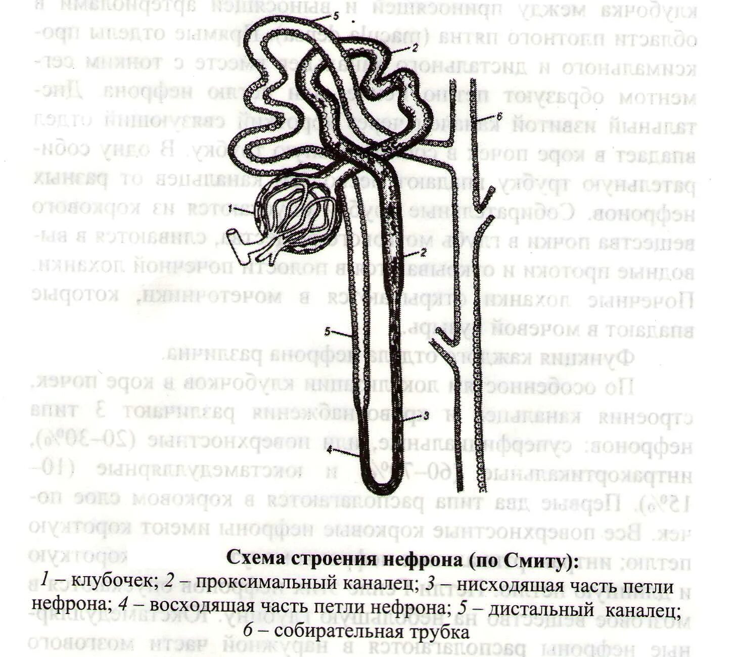 Схема строения нефрона почки. Схема строения нефрона почки с подписями. Схема структуры нефрона и почки. Строение нефрона анатомия.