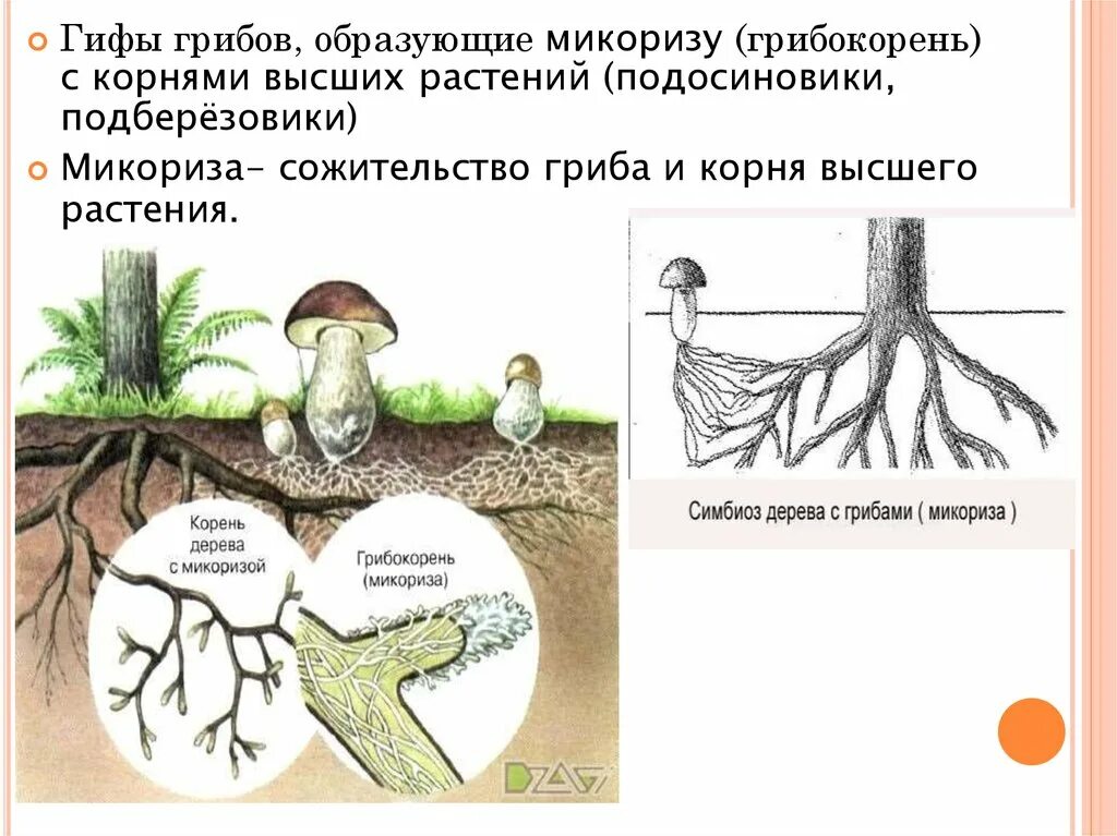 Образуют микоризу с корнями растений. Что такое микориза у грибов. Грибы образующие микоризу. Какие грибы образуют микоризу. Микориза это симбиоз гриба и дерева.