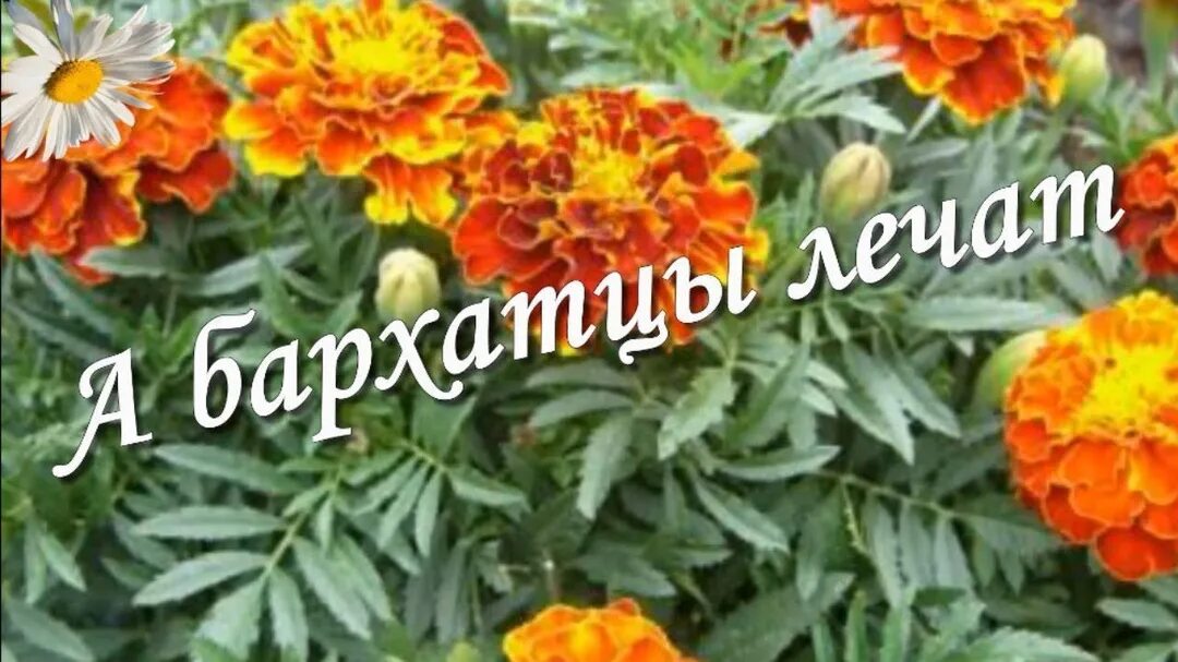 Как пить цветки бархатцев