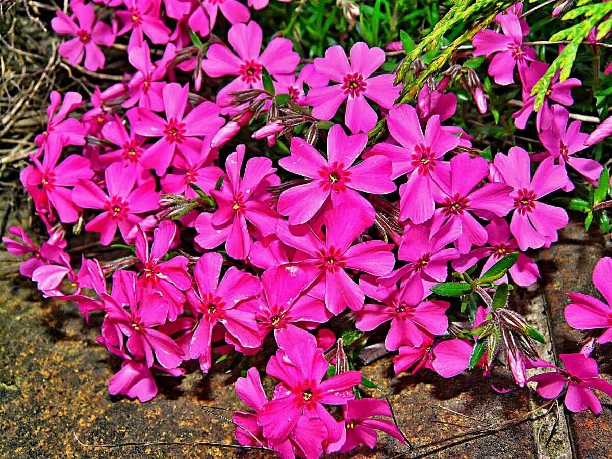 Шиловидный флокс екатеринбург. Флокс шиловидный (phlox subulata). Флокс шиловидный lindenthal. Флокс шиловидный марджори. Флокс шиловидный “скарлет флэйм”.