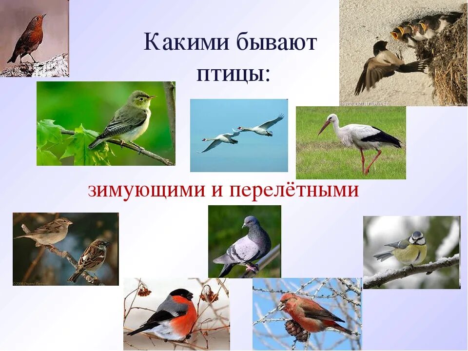 Какие бывают птички