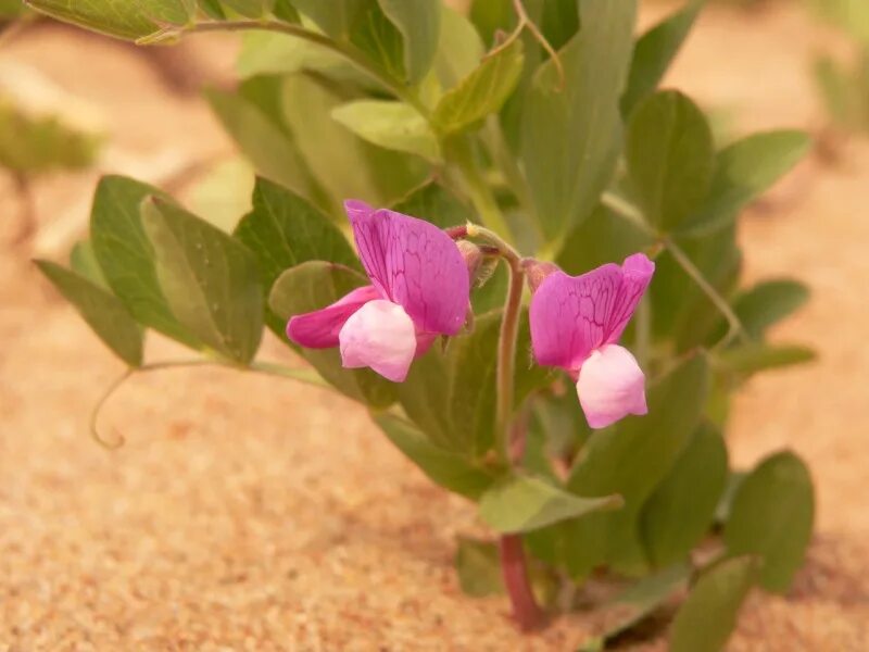 Морской горох. Lathyrus japonicus. Чина Приморская Lathyrus maritimus. Чина японская. Морской горох чина японская.