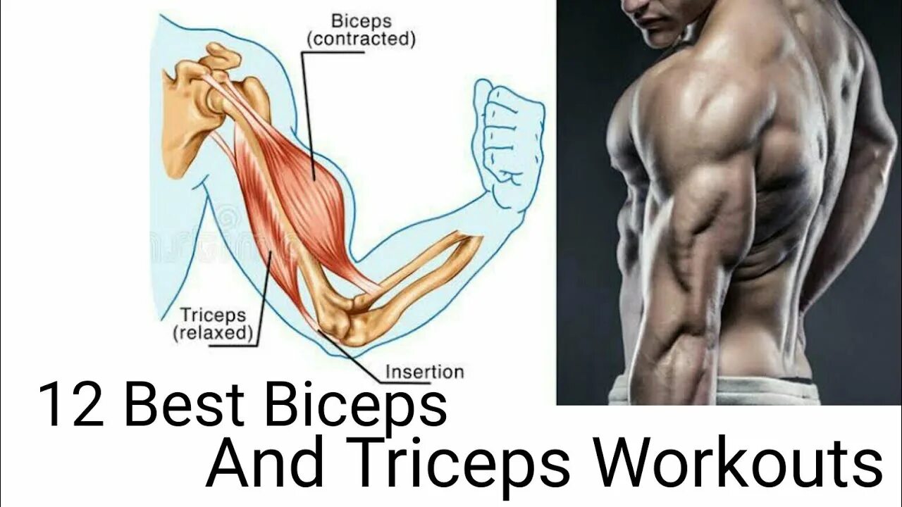 К чему крепится бицепс. Бицепс и трицепс анатомия. Бицепс и трицепс это мышцы. Мышцы бицепса и трицепса анатомия. Мышцы руки трицепс.