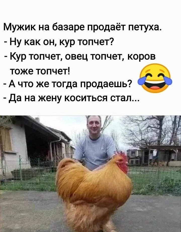 Как петух топчет кур