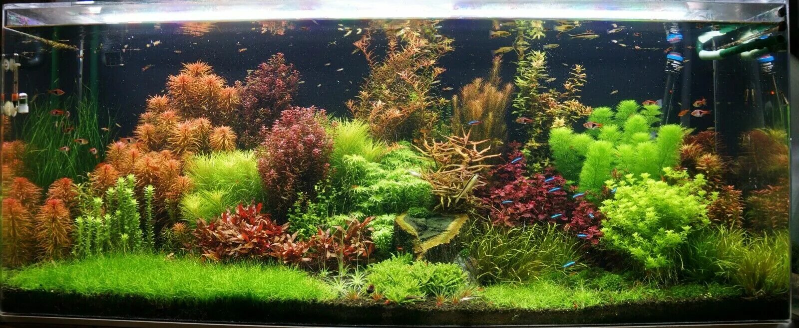 Have You ever seen a nice looking 55 gallon? - Page 4 Fish tank plants, Fresh wa