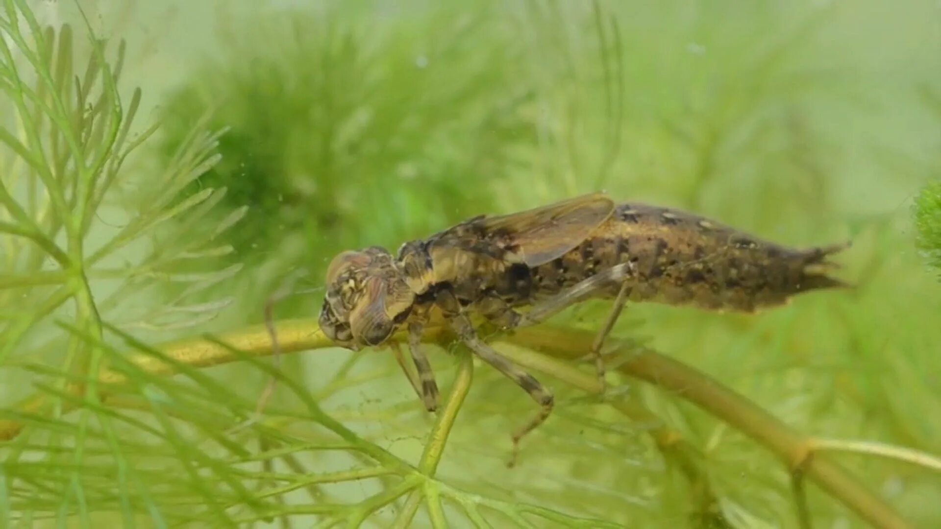 Казарка личинка стрекозы. Личинка стрекозы в воде. Казарка личинка стрекозы. Личинка стрекозы в воде. Личинка стрекозы коромысла.