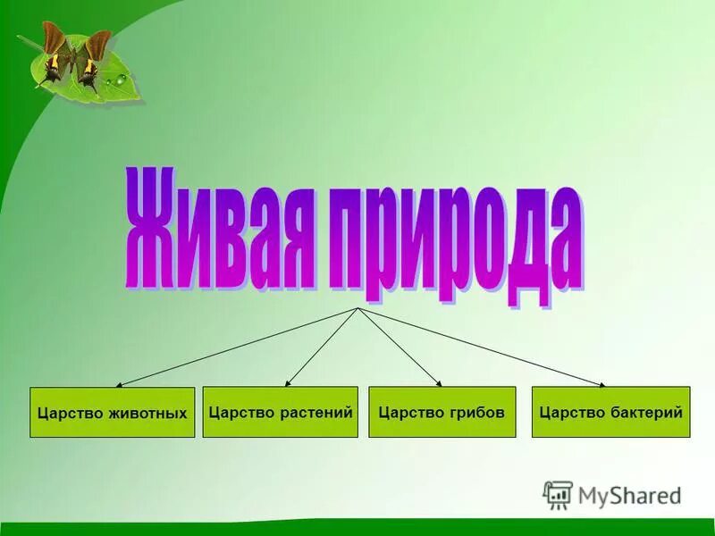 Разнообразие царства животных. Царство животных 3. Животные джунглей. Царство животных окружающий мир. В царстве животных.