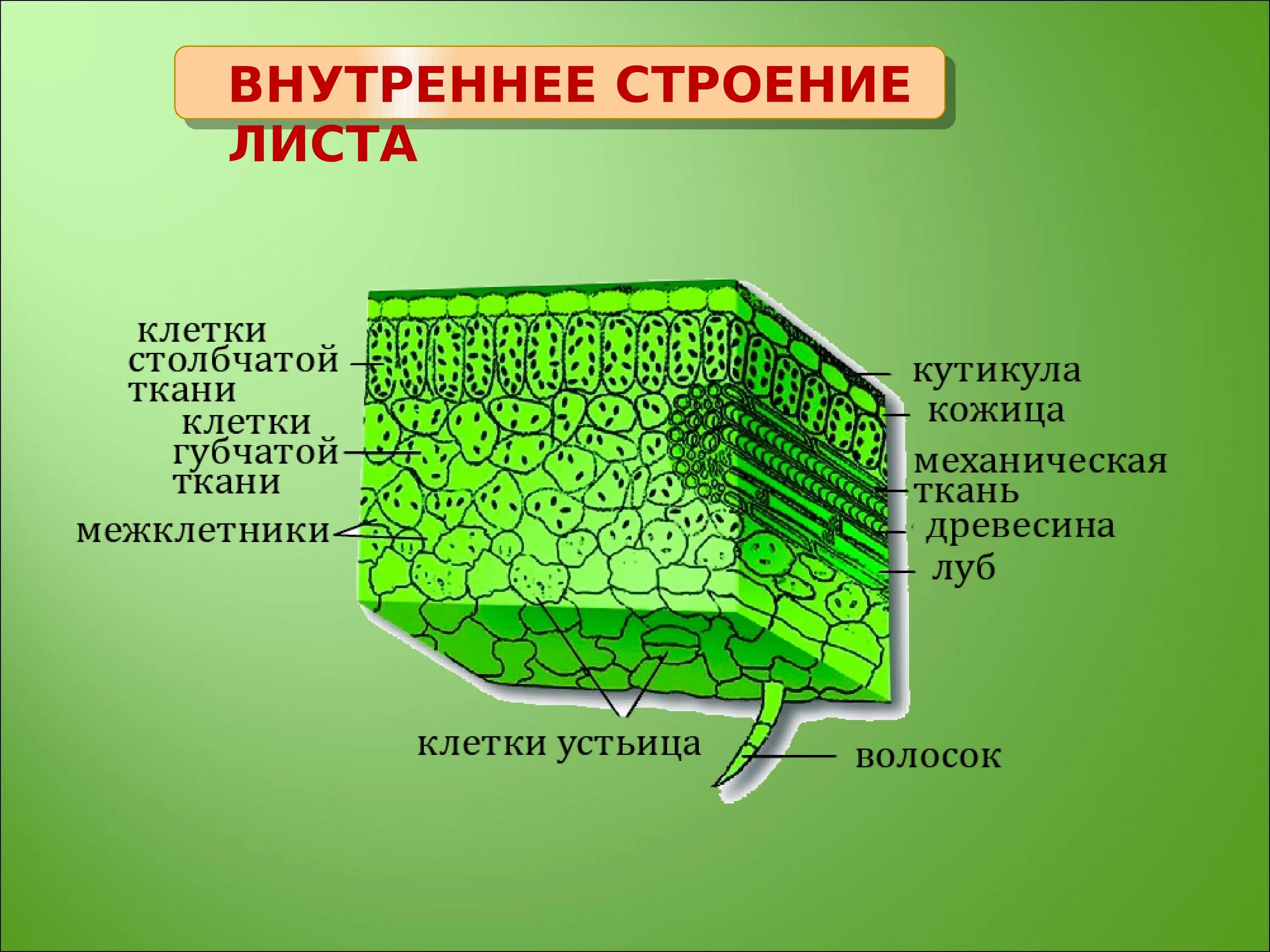 Внутреннее строение листа ткани. Внутреннее строение листа основная ткань. Внутреннее строение листа фотосинтезирующая ткань. Основная ткань структура листа.