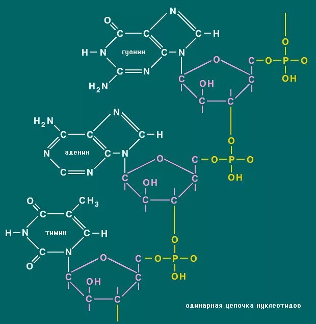 Тринуклеотид структурная формула. Структурная формула тринуклеотида. ДНК формула. ДНК структурная формула.