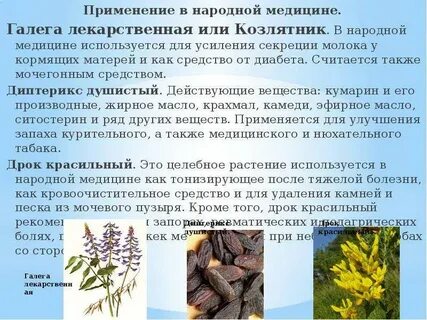 Двудольные лекарственные растения