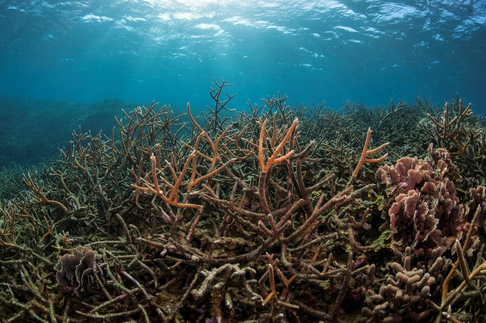 Изучите фрагмент экосистемы океана представленный. Биогеоценоз Барьерный риф. Биогеоценоз кораллового рифа. Риф экосистема. Коралловые рифы вымирание.
