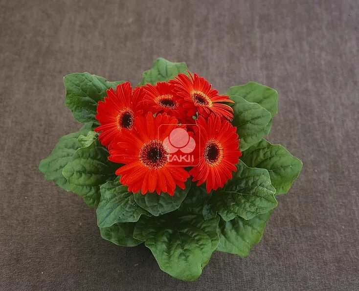 Гербера джеймсона, смесь окрасок. Семена гербера джемсона. Гербера цветок семена. Семена герберы. Гербера из семян.