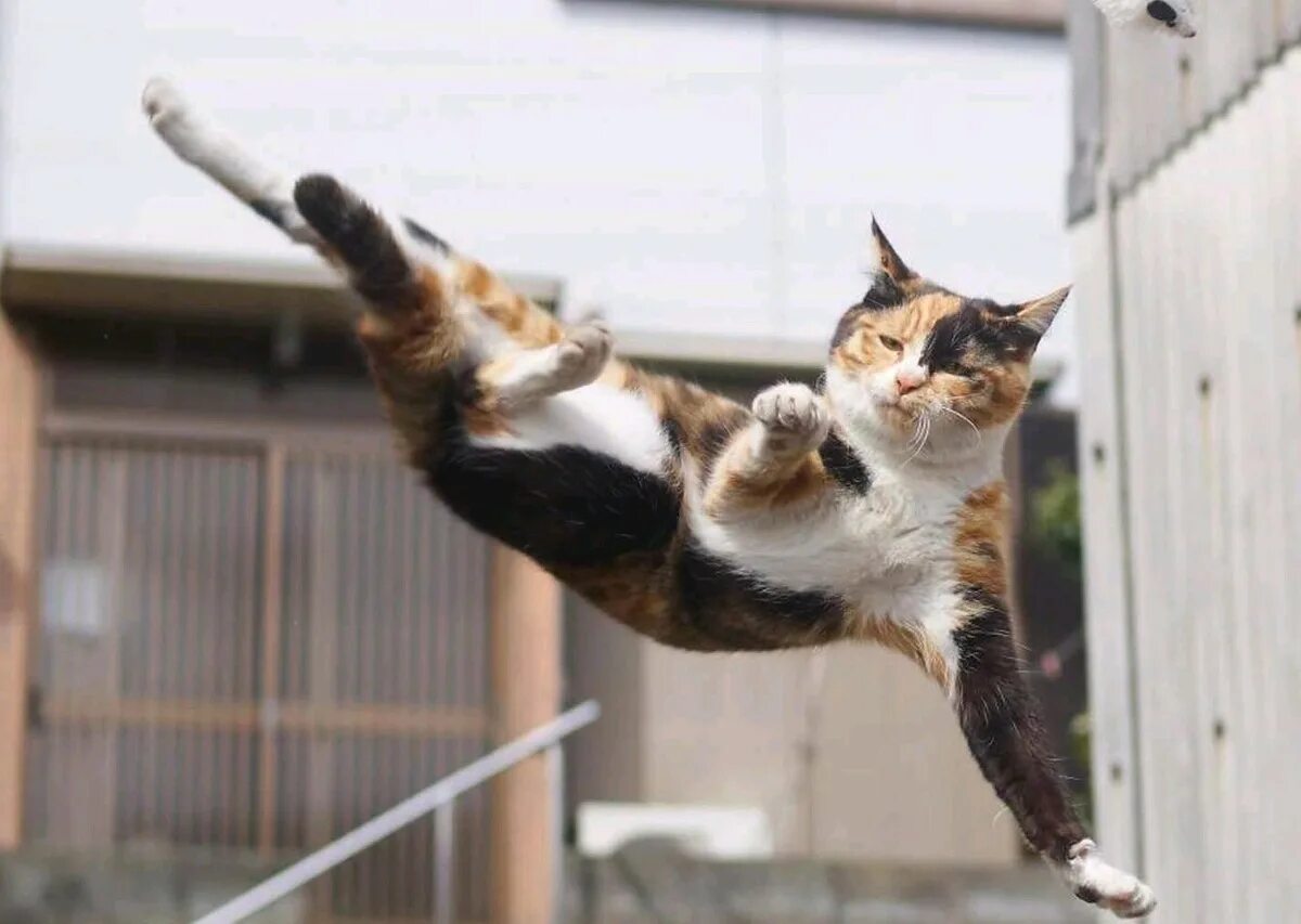 Kung fu cat x. Kung fu cat x