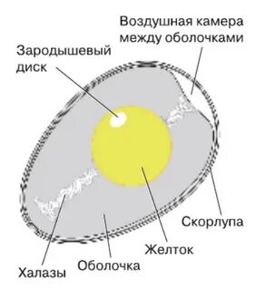 Запас питательных веществ в яйце