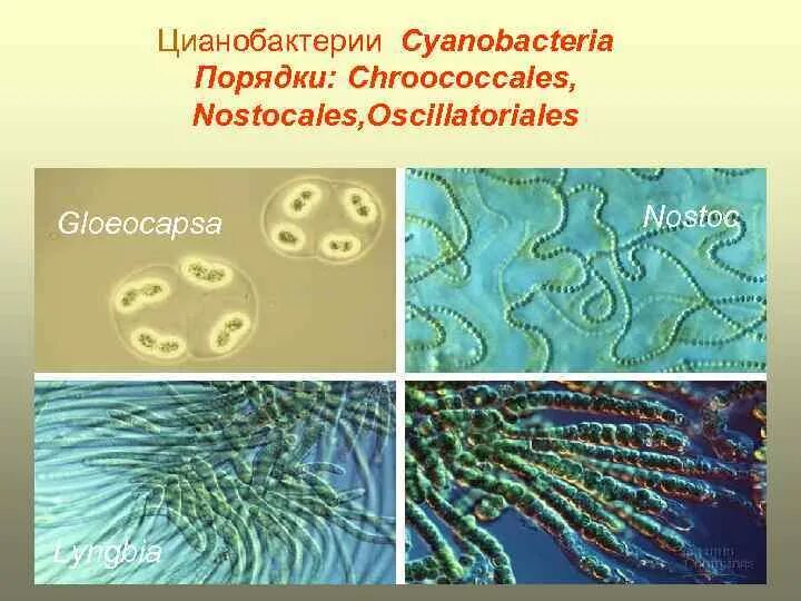 Глеокапса цианобактерии. Классификация бактерий цианобактерии. Колония цианобактерий строение. Цианобактерии представители. Группы организмов цианобактерии