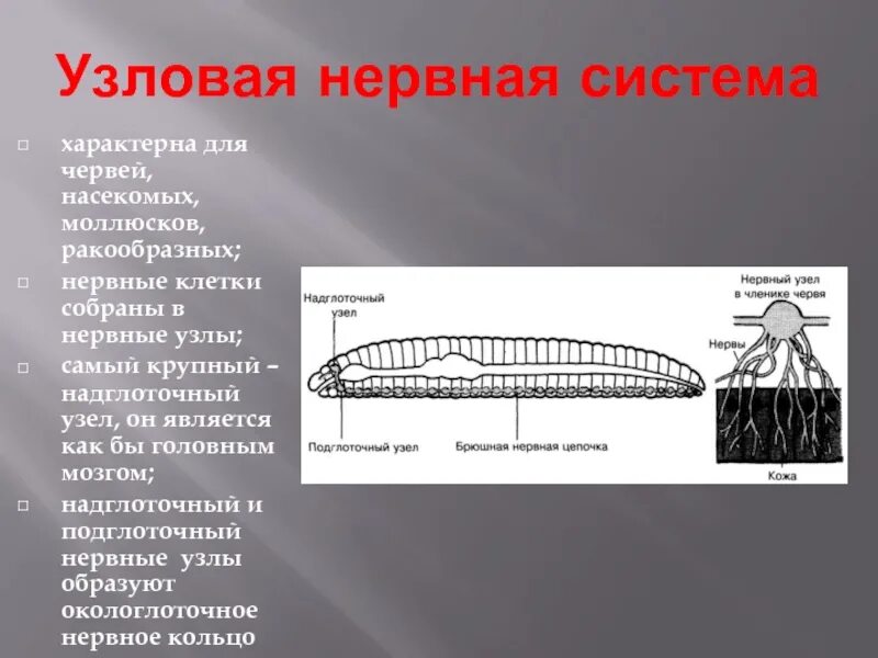 Нервная система узлового типа. Узловая нервная система. Условая нервная система. Нервная система узлового типа характерна для